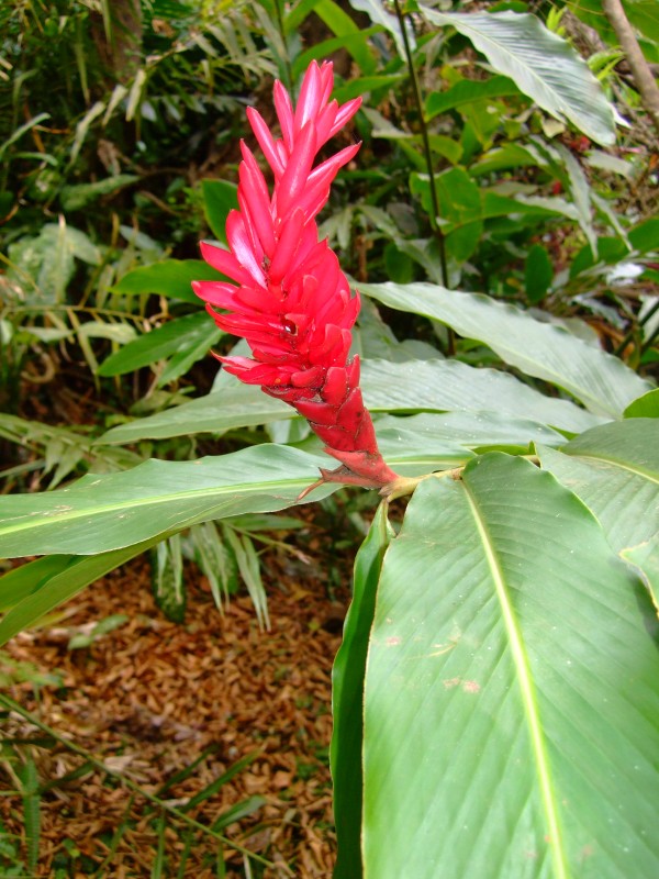 Mauritius 2010 - 0277 